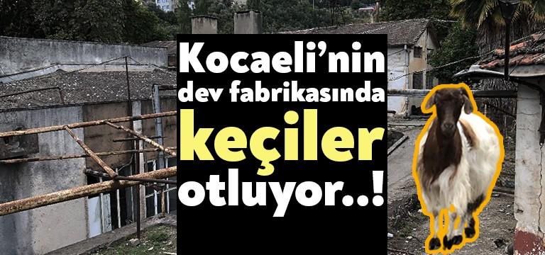 b döneminin ilk iki fabrikasından biri Hereke Sümerbank Halı Dokuma