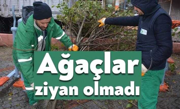  İzmit'te önceki gece yağışlı ve fırtınalı havanın etkisiyle devrilen ağaçlara