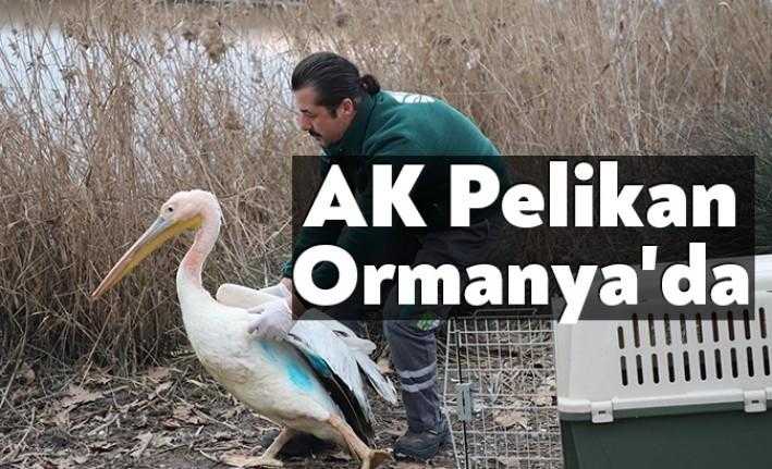 Nesli tükenme tehlikesi olan Ak Pelikan’a ilk müdahale Ormanya Yaban