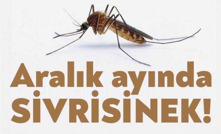 Kocaeli yaz aylarında görmeye alışık olduğumuz sivrisineklerle boğuşuyor. Sineklerin ithal