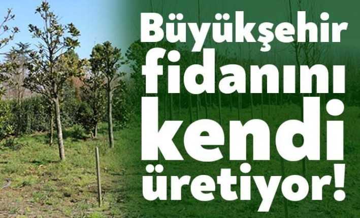 Büyükşehir Belediyesi Üretim Fidanlığında yetiştirilen bitkiler, Kocaeli genelindeki uygun alanlara