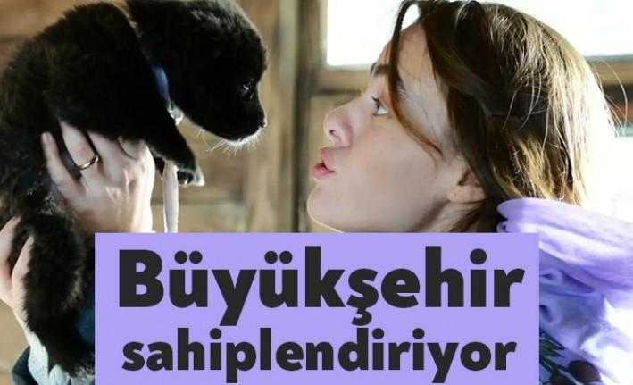 Kocaeli Büyükşehir Belediyesi, sokak hayvanlarına yönelik çalışmalarını sürdürüyor. Bu kapsamda