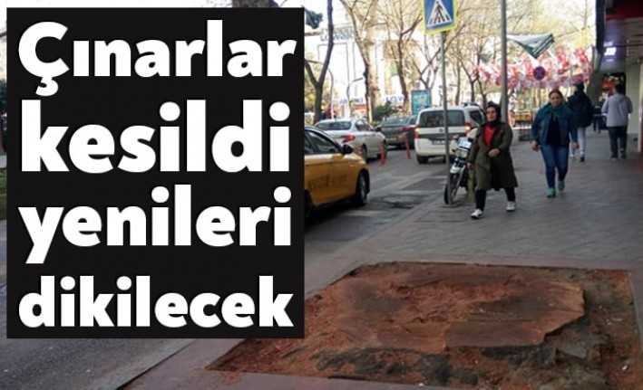 İzmit Yürüyüş Yolu boyunca diki olan tarihi çınar ağaçlarından 33’ünün