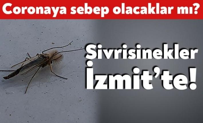 Havaların ısınmasıyla birlikte sivrisinekler larvalarından çıkıyor. Corona virüsü ile mücadele
