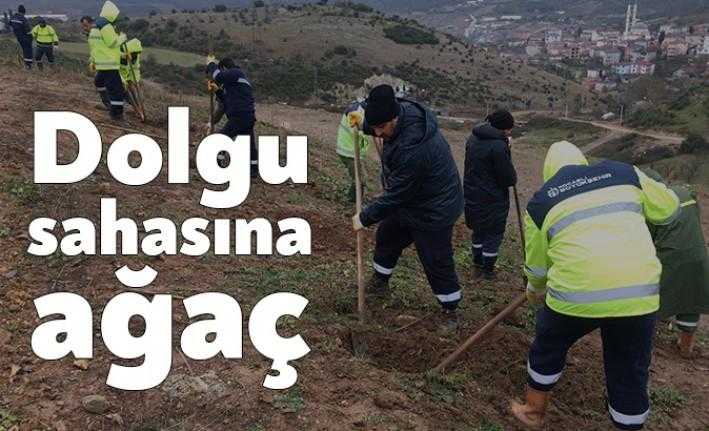 Başiskele, Gebze, İzmit ve Kartepe’de bulunan dolgu sahalarını ağaçlandırmaya başlayan