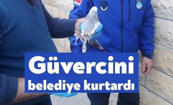 Kocaeli Büyükşehir Belediyesi, ayağına yapışan sakızdan dolayı uçamayan güvercini kurtardı