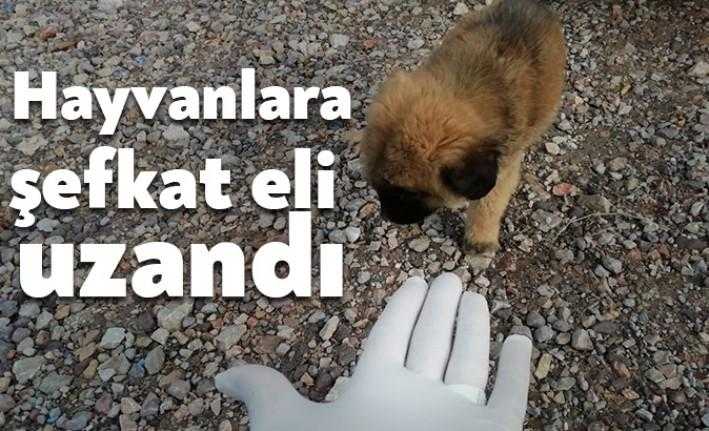 Kartepe'de sokak hayvanları için zabıta ekipleri özenli bir çalışma gerçekleştiriyor.