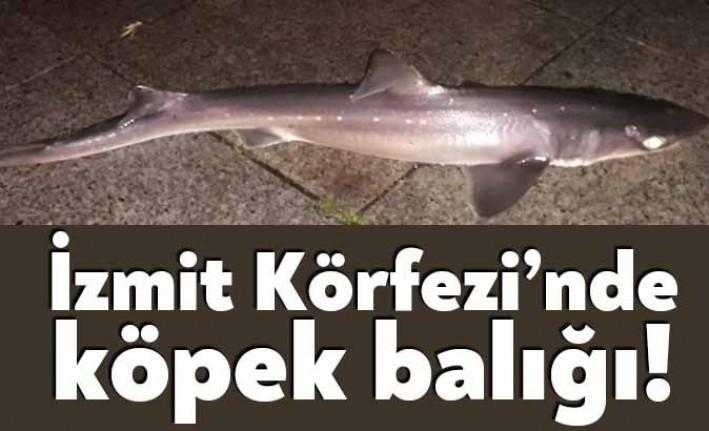 Izmit Korfezi Nde Kopek Baligi