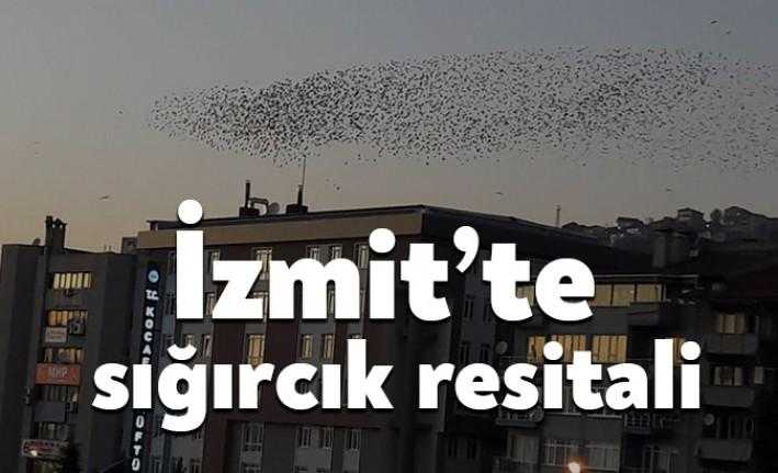 İzmit’te dün akşam sığırcık kuşlarının resitali vatandaşlar tarafından keyifle izlendi