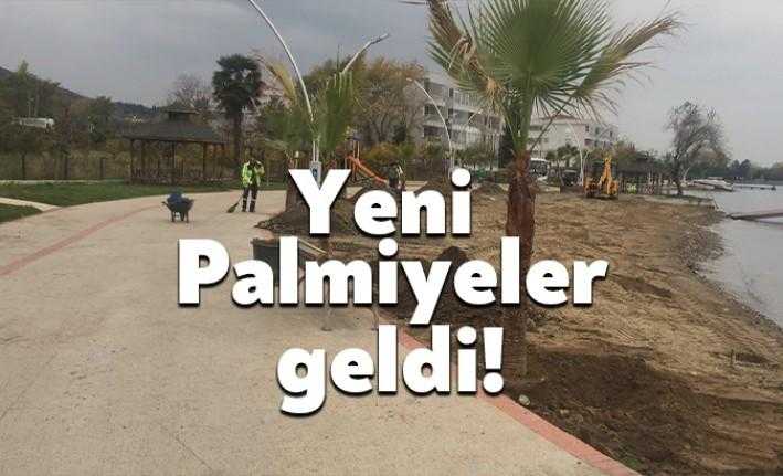 Kocaeli Büyükşehir Belediyesi ekipleri, Karamürsel Dereköy Sahil Parkı’na Palmiye ağaçları