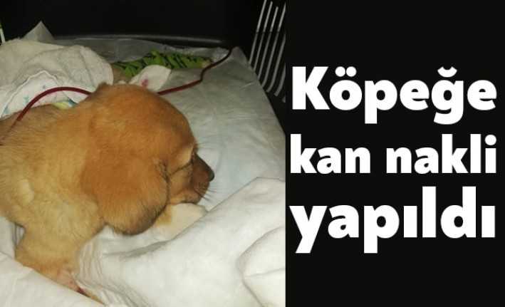 Körfez Belediyesi Hayvan Bakım ve Rehabilitasyon Merkezi’nde anemi tablosu şekillenen