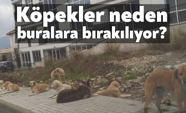 İzmit’te ve diğer ilçelerde sokak köpekleri yükseklerde bulunan konutların çevresine