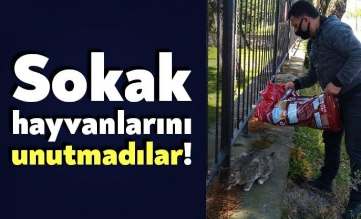 Körfez Belediyesi, beslenme ve barınma zorluğu yaşayan sokak hayvanlarını unutmadı.
