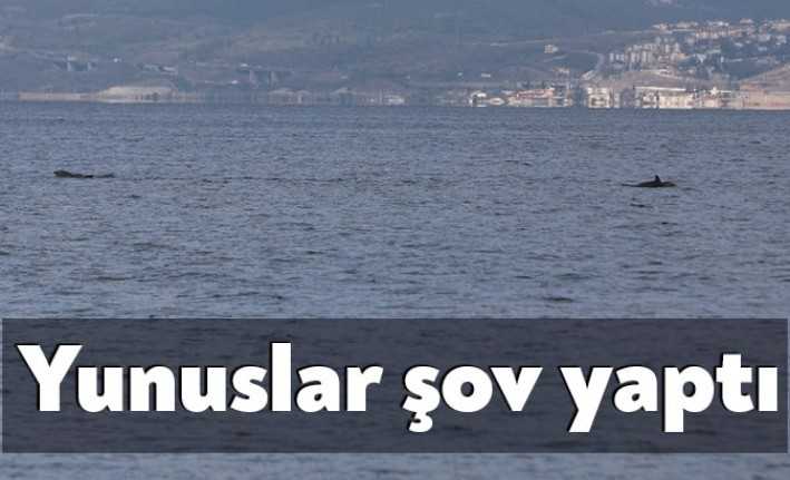 Kocaeli Büyükşehir Belediyesi’nin, başlattığı çevre projeleriyle temizlenen İzmit Körfezi'nde görülen