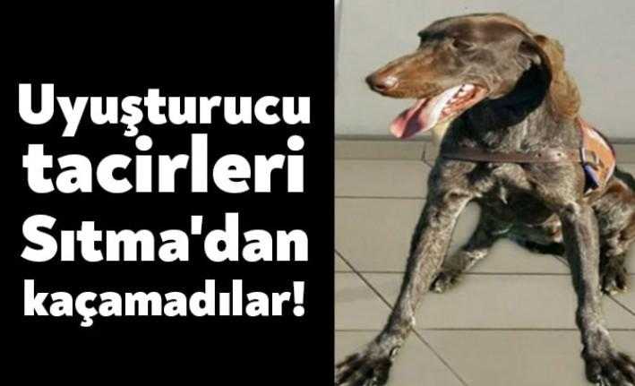 Kocaeli İl Jandarma Komutanlığı'nın arama köpeği Sıtma, uyuşturucuya geçit vermedi