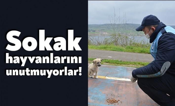 İzmit Belediyesi virüsle mücadele ederken, sokak hayvanlarını unutmadı. Belediye zabıta