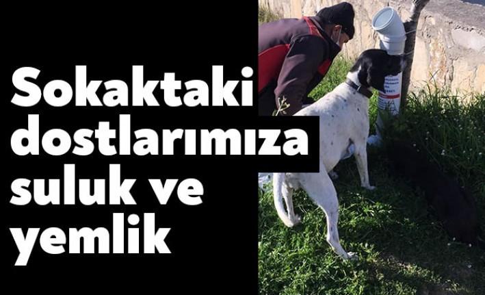 Sokak hayvanlarının gıda ve su ihtiyacını karşılayabilmek adına güzel bir