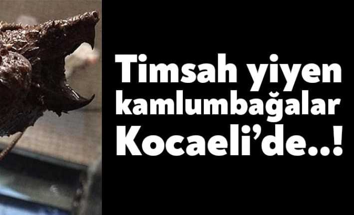 Tarım ve Orman Bakanlığı, sosyal medyada satışa çıkarılan 8'i timsah