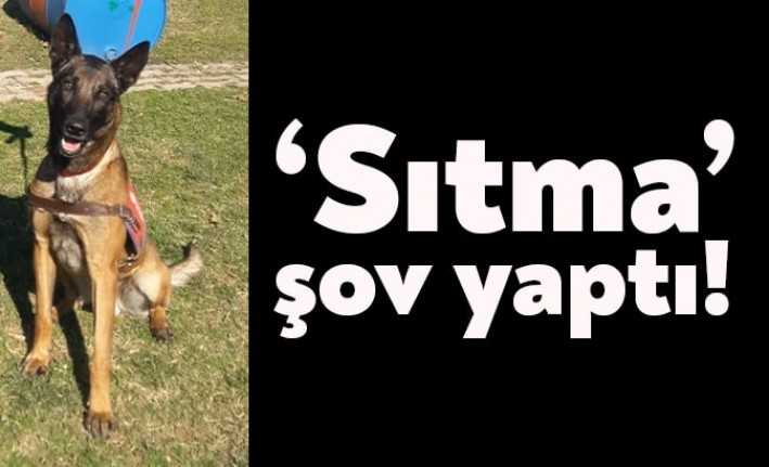 Narkotik köpeği Sıtma uyuşturucu tacirlerine göz açtırmadı. 1 ayda 900