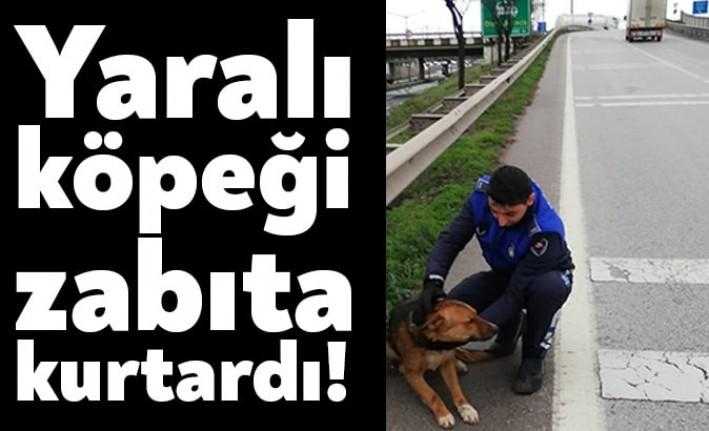 Körfez Belediyesi'ne bağlı zabıta ekipleri 3-100 Karayolu'nda yaralanan bir köpeği