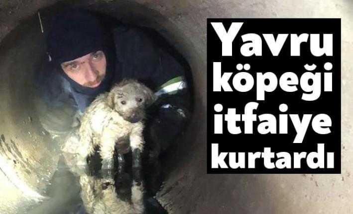 Başiskele'de bir yağmur suyu kanalına sıkışan köpeği Kocaeli Büyükşehir Belediyesi