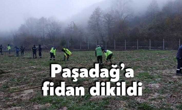 Yuvacık Paşadaş Mahallesi’nde İSAŞ dolgu alanına 543 adet çam fıstığı