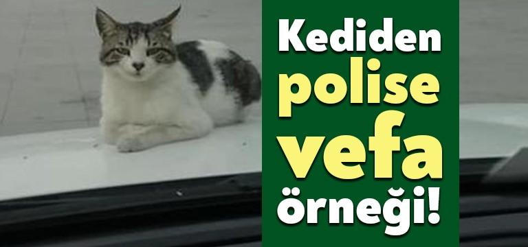 Kocaeli’nin Gebze ilçesinde bir kedi kendisini besleyen polislere vefasını gösterdi.