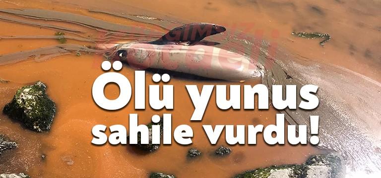 Kocaeli'nin Kandıra ilçesi Karadeniz sahilinde karaya vurmuş halde 2 yunus