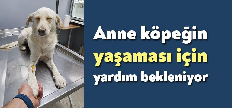 Derince İlçesi Çınarlı Mahallesi’nde yer alan Basın Sitesi’nde yaşayan yaklaşık