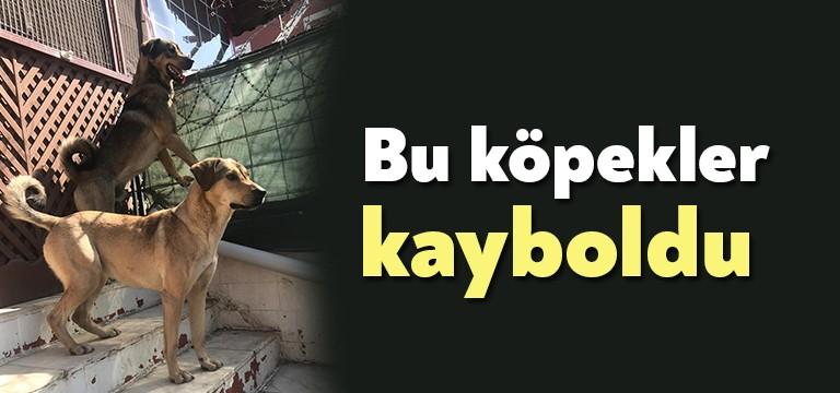 Körfez Güney Mahallesi Fetih Caddesi Mercan Sokak üzerinde bir vatandaş
