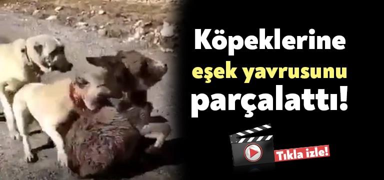 Ankara’da yaşayan B.K. isimli bir vatandaş yanındaki köpekleri bir eşek