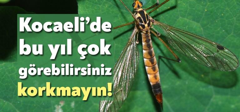 İnsan sağlığı için tehlike oluşturmayan ve mevsimsel olarak evlerde, bahçelerde