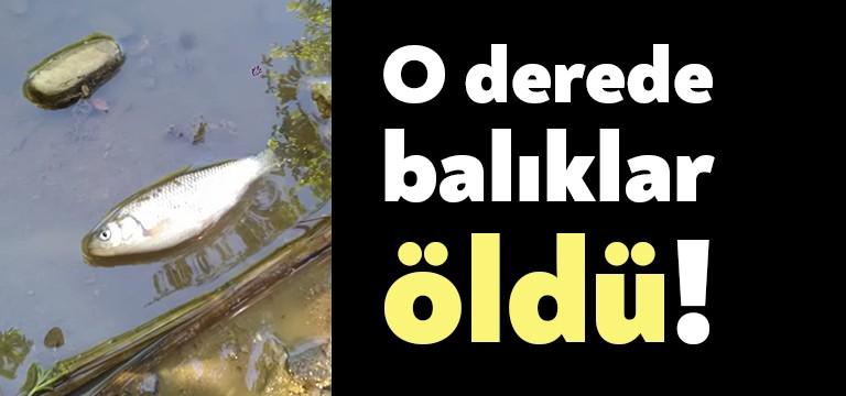 İzmit’e bağlı Çayırköy mevkiindeki Paşasuyu’na kimyasal atık döküldüğünü haberleştirmiştik. Bölgede