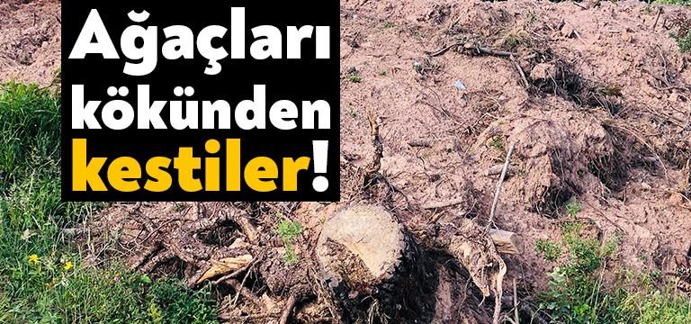 Kuzey Marmara Otoyolu’nda çalışmalar devam ediyor. İzmit’e kadar ulaşan otoyol