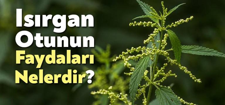 Isırgan Otu Nasıl Tüketilebilir? Özellikle Anadolu’da kolay ve oldukça fazla