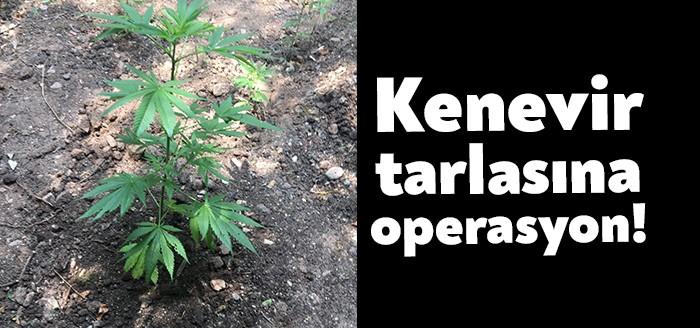 Kartepe ilçesinde jandarma ekipleri tarafından düzenlenen operasyonda bir bahçeye dikilmiş