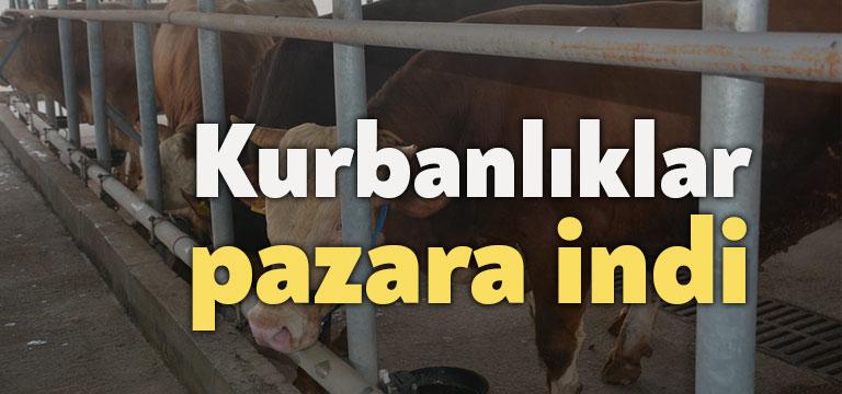 Her Kurban Bayramı öncesi, vatandaşların kurban alımı için tercih ettiği