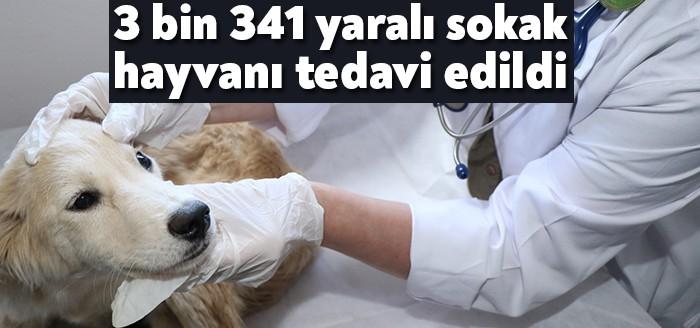 Kocaeli Büyükşehir Belediyesi, yaralanan sokak hayvanlarını geçici hayvan bakımevlerinde tedavi