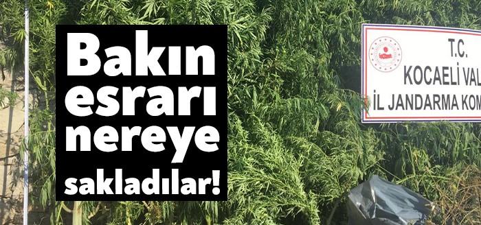 Kandıra Hıdırlar Mahallesi'nde kangal ve pitbul cinsi köpeklerle korumaya alınan