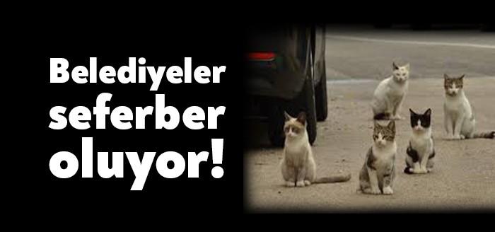 Kocaeli Büyükşehir Belediyesi başkanlığında ilçe belediyelerinin katılımı ile sokak hayvanları