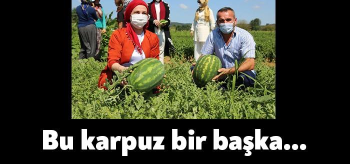 Kocaeli' nin Kandıra ilçesinde Lokmanlı Mahallesi'nde üretilen karpuzlar hasada hazır