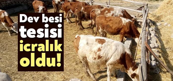 Gebze/Ovacık'da 10 bin 347 metrekare besi tesisini icradan satılığa çıkarıldı.