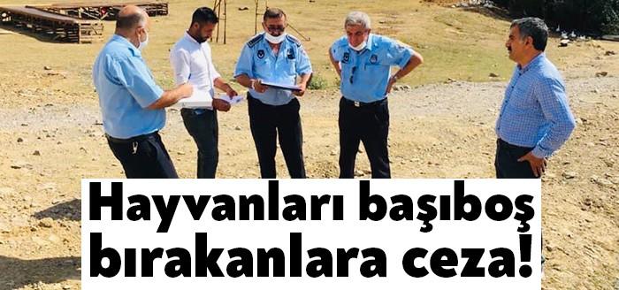 Körfez Belediyesi Zabıta Müdürlüğü ekipleri, özellikle İlimtepe’de yaşanan başı boş