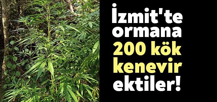 İzmit Yassıbağ Kargaköy mevkisindeki ormanlık alanda jandarma ekipleri tarafından düzenlenen