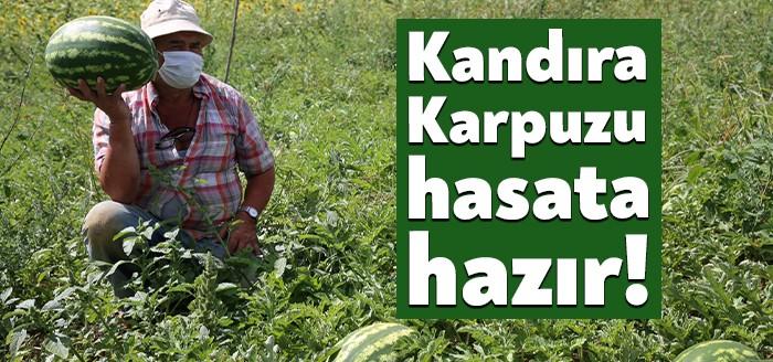 Kandıra karpuzu hasata hazır! Kabak tadı veren karpuzlardan sıkıldıysanız ağızları