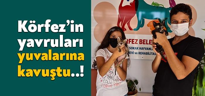 Körfez Belediyesi Sokak Hayvanları Geçici Bakım ve Rehabilitasyon Merkezi’nde sadece