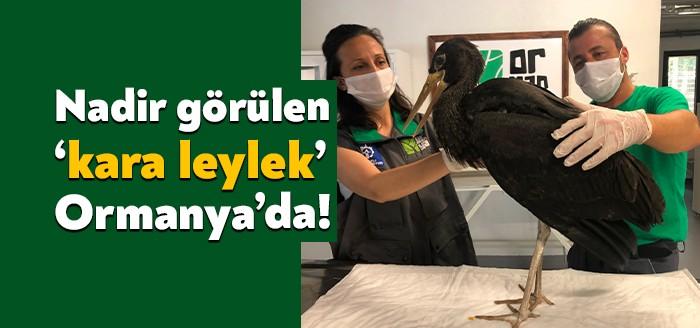 Nadir görülen Kara Leylek, Kocaeli Uzuntarla bölgesinde yer alan Ormanya