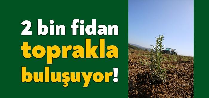 Büyükşehir’in destek verdiği Tıbbi ve Aromatik Bitkiler Projesi’nde dikim zamanı…