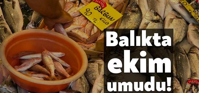Balık sezonu 1 Eylül'de başladı ancak tezgahlardaki fiyatlar tüketiciyi hala