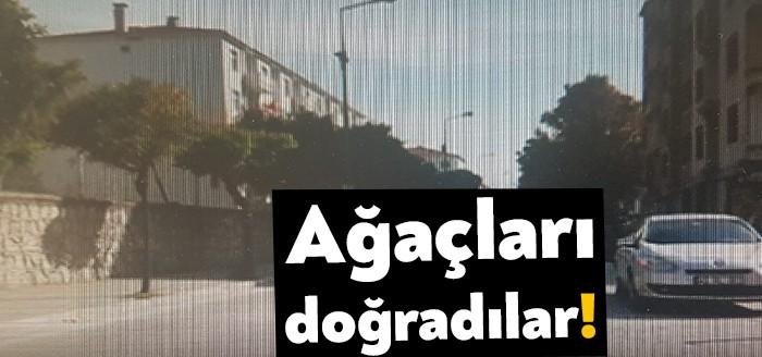 Gölcük’te Mareşal Fevzi Çakmak Caddesi’nde yol yapım çalışmasında onlarca ağaç